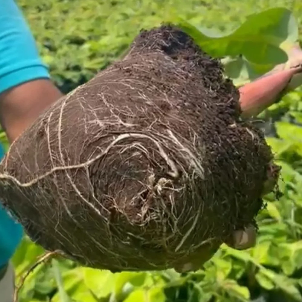 coconut and tropical fruit ingredients for plant-based product development