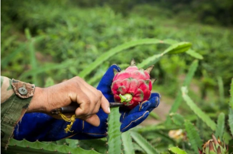 Sol Organica Press | Organic Fruit & Regenerative Sourcing News