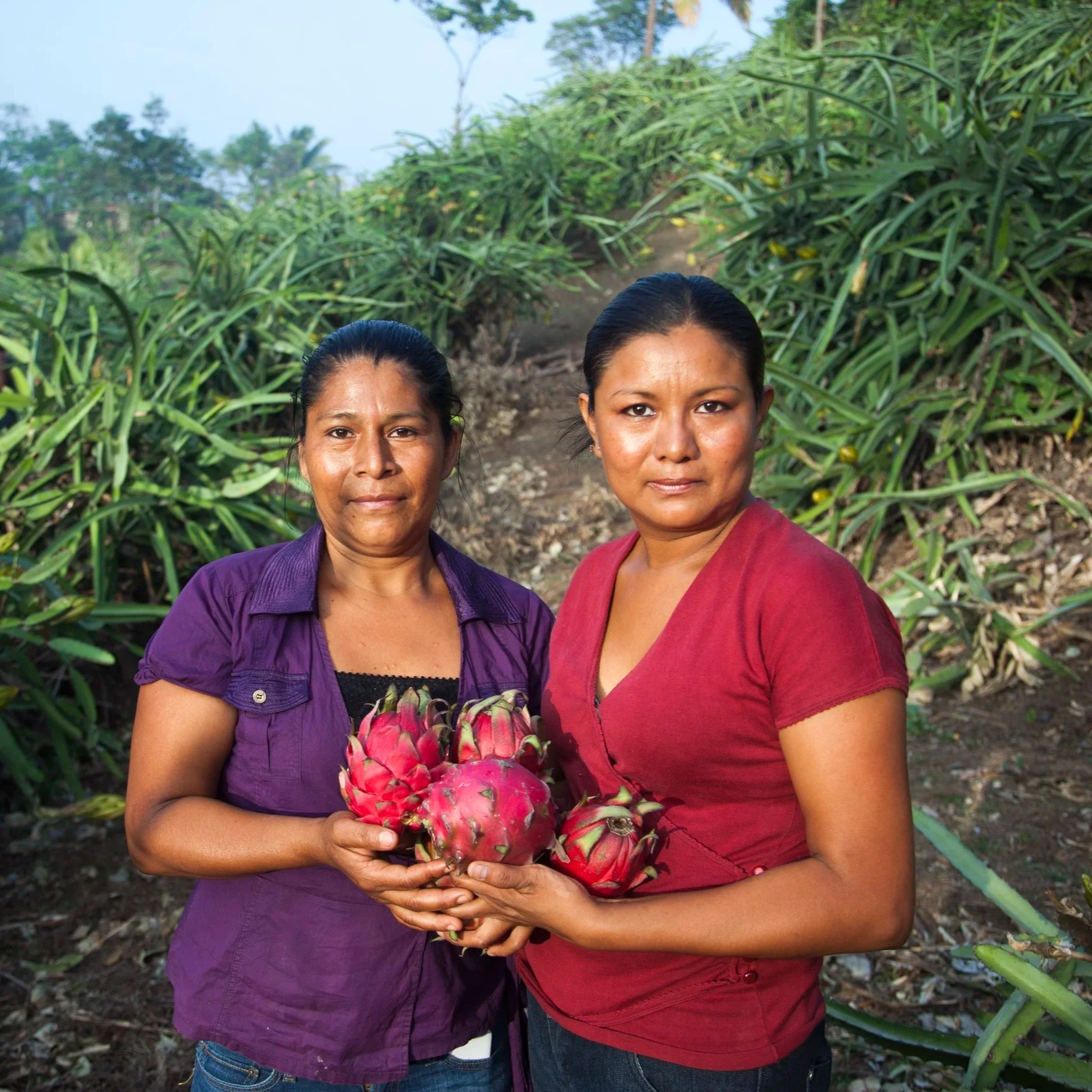 Organic tropical fruit ingredient for food and beverage formulation