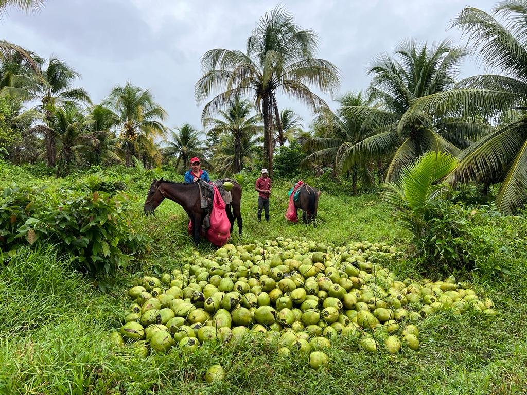 From Soil to Spoon: The Story &amp; Power of Organic Young Coconut Puree