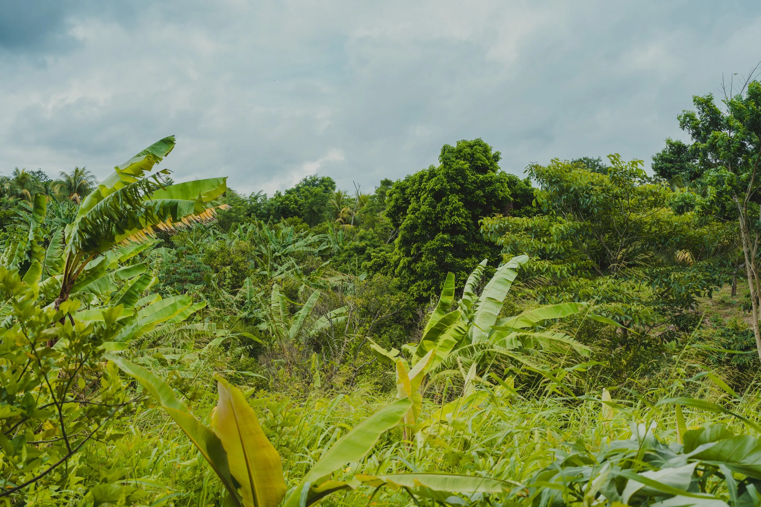 Sol Organica Impact | Regenerative Agriculture & Smallholder Farmers
