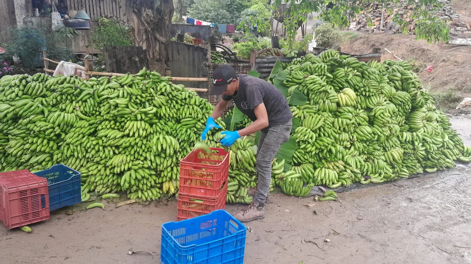 Fresh green bananas at a collection point