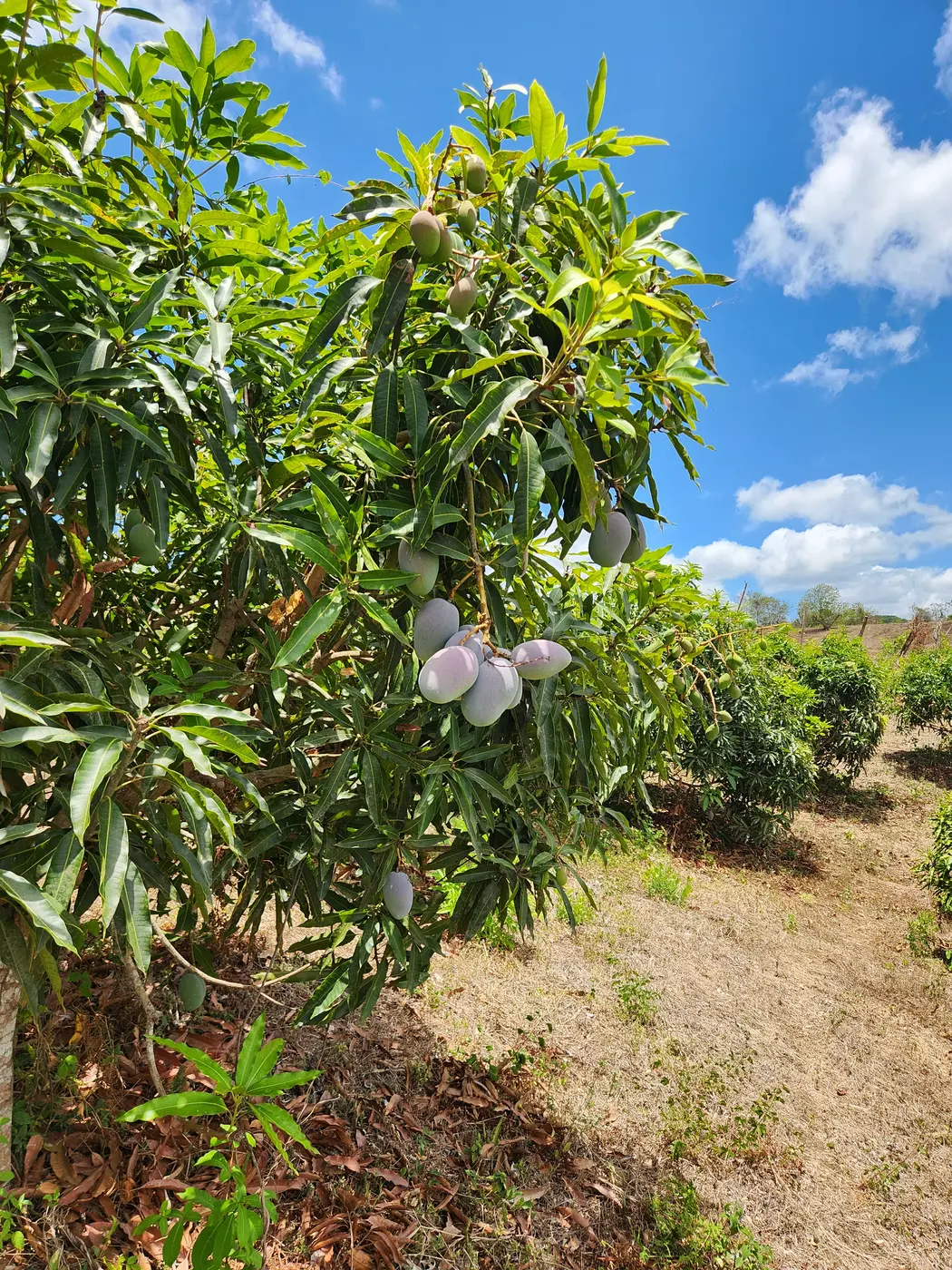 Organic mango field in Nicaragua
