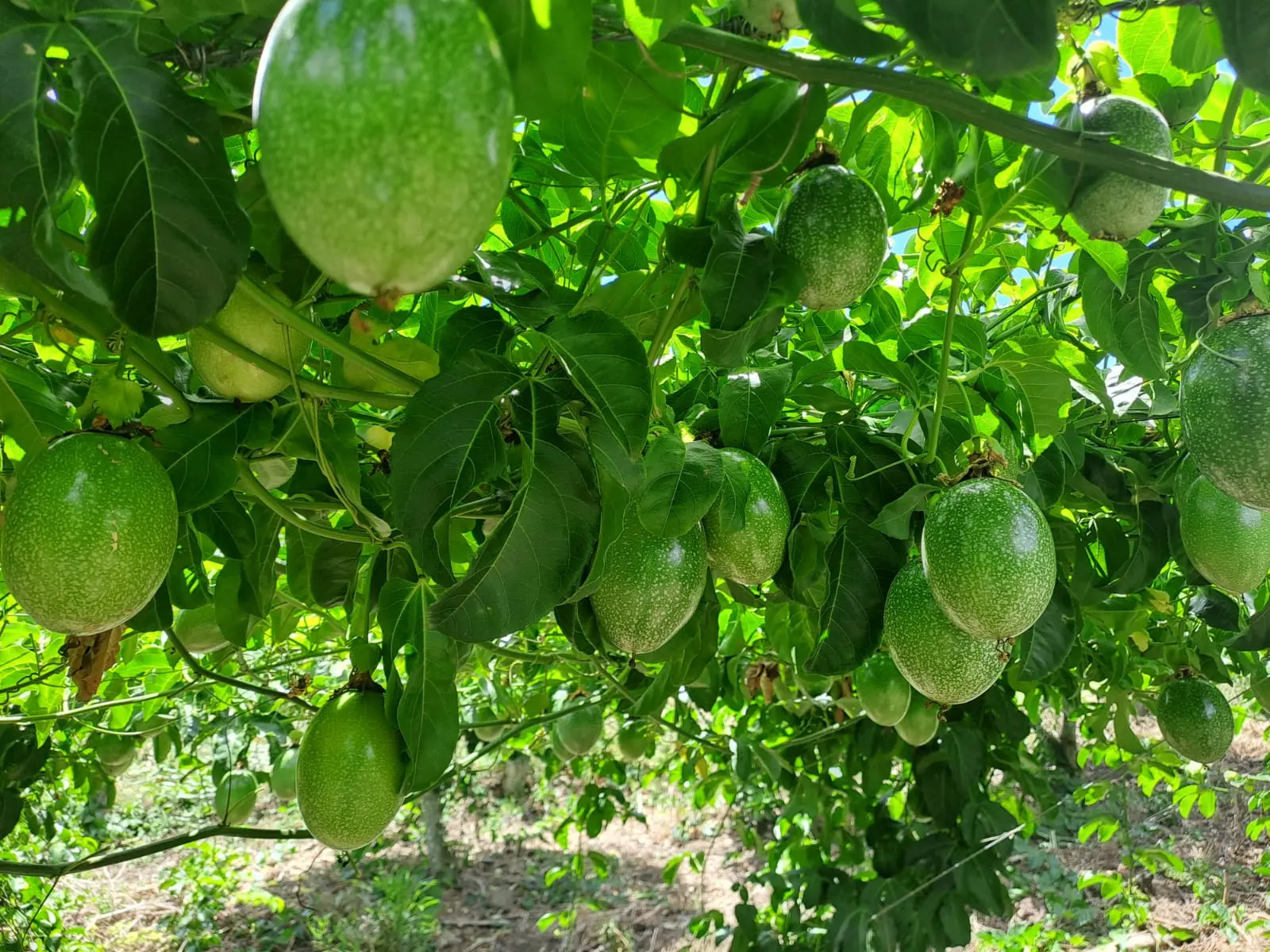 Passion fruit growing in Nicaragua