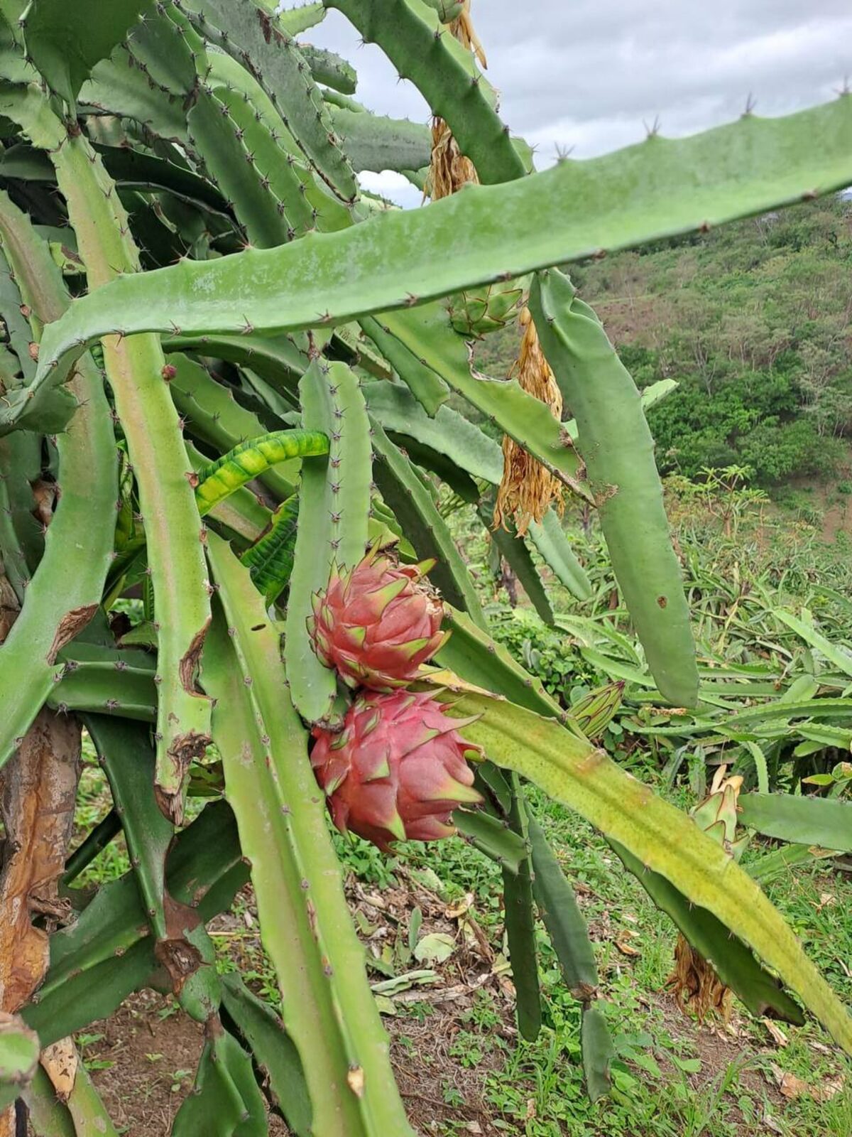 Dragon fruit growing in the field